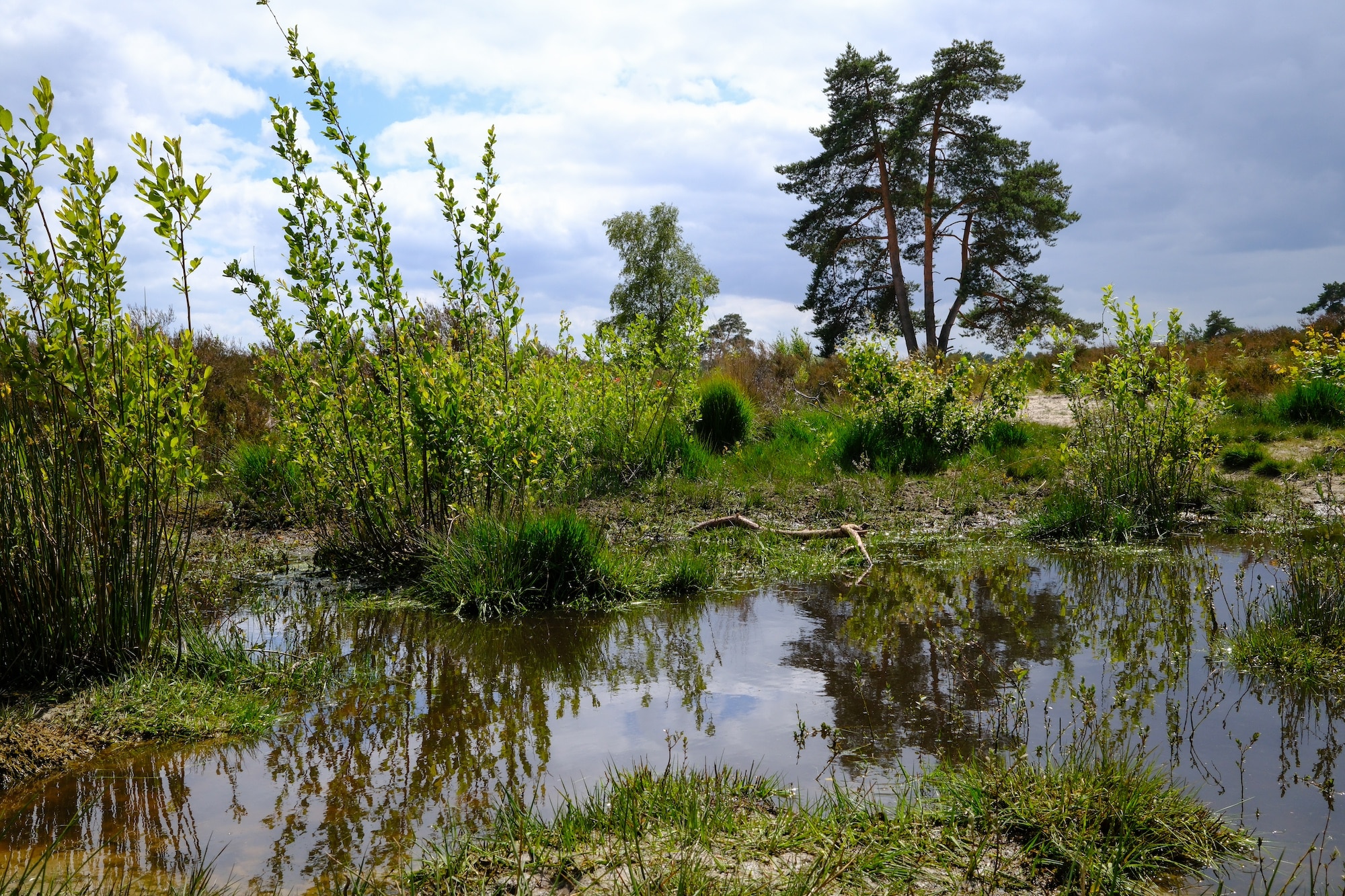 soesterduinen x100