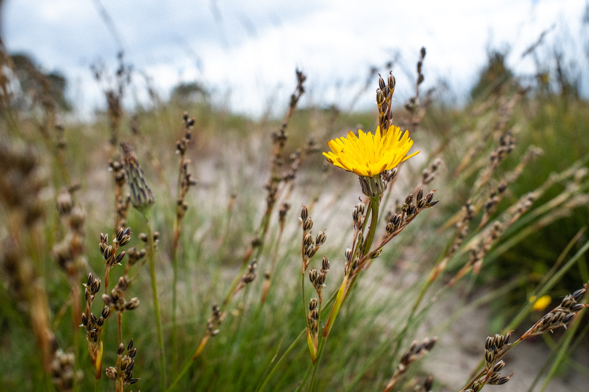 macro foto met de Fujifilm X100VI