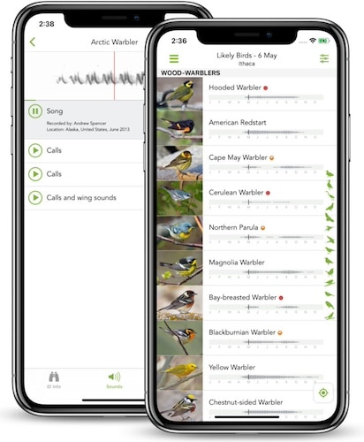 merlin bird id - beste vogel app
