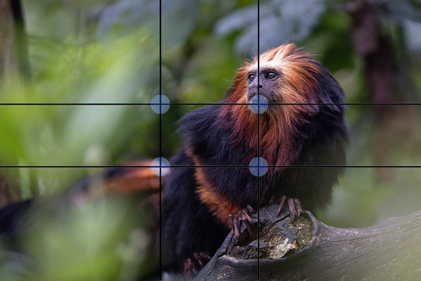 de gulden snede dierentuin fotografie