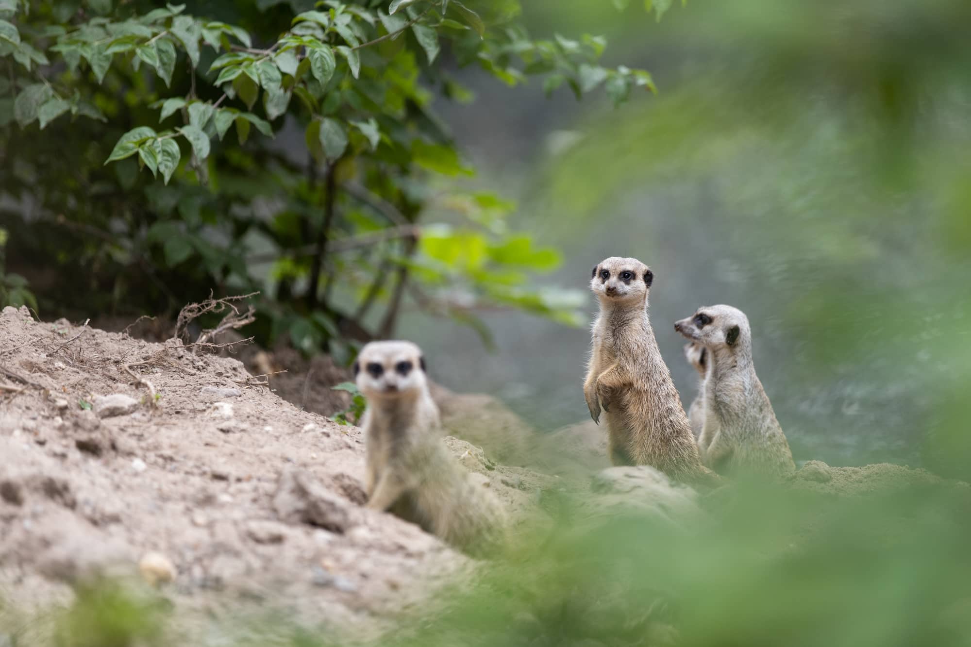 Stokstaartjes in Dierenpark Amersfoort