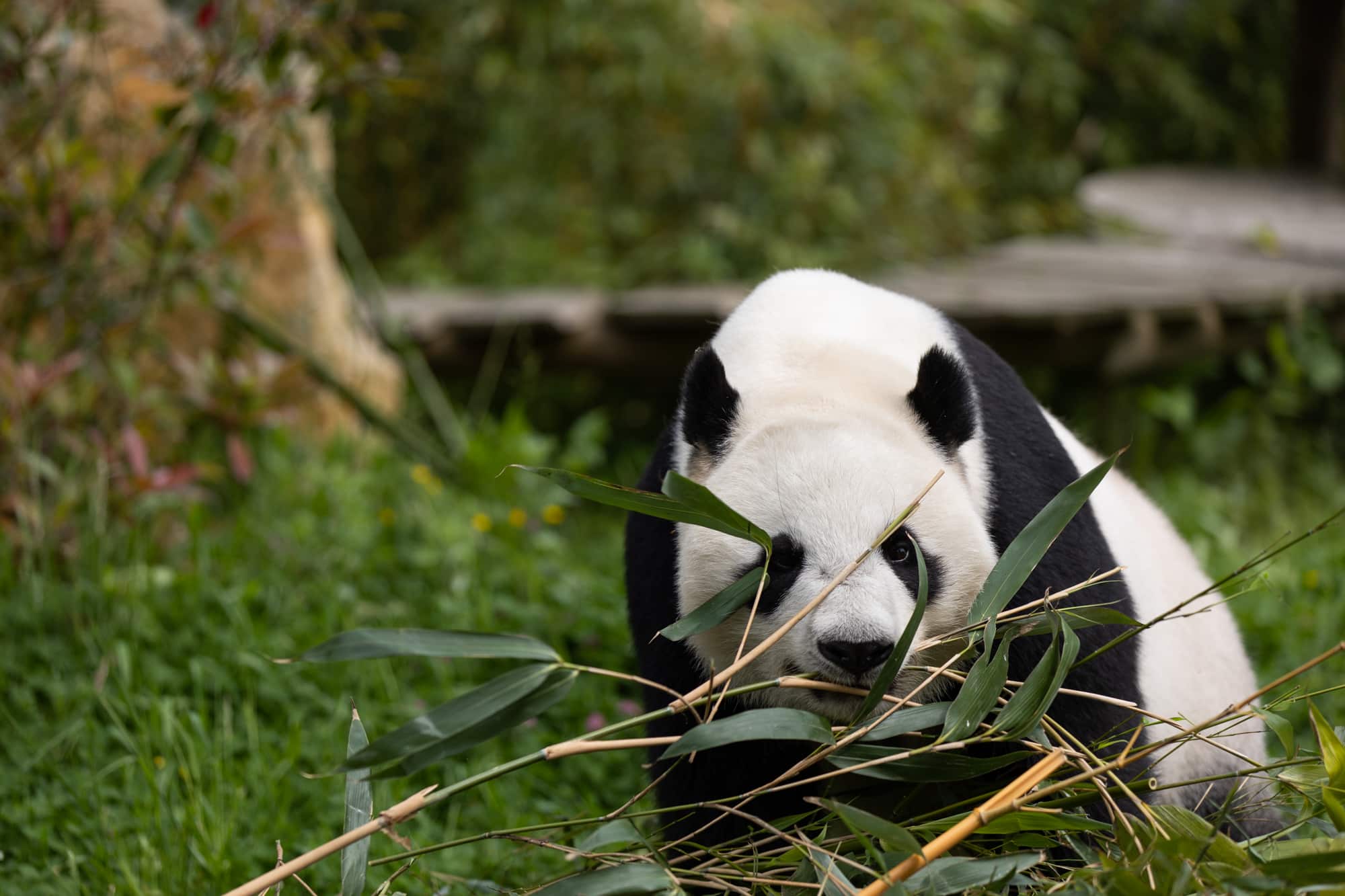 De Reuzenpanda's in Ouwehands Dierenpark