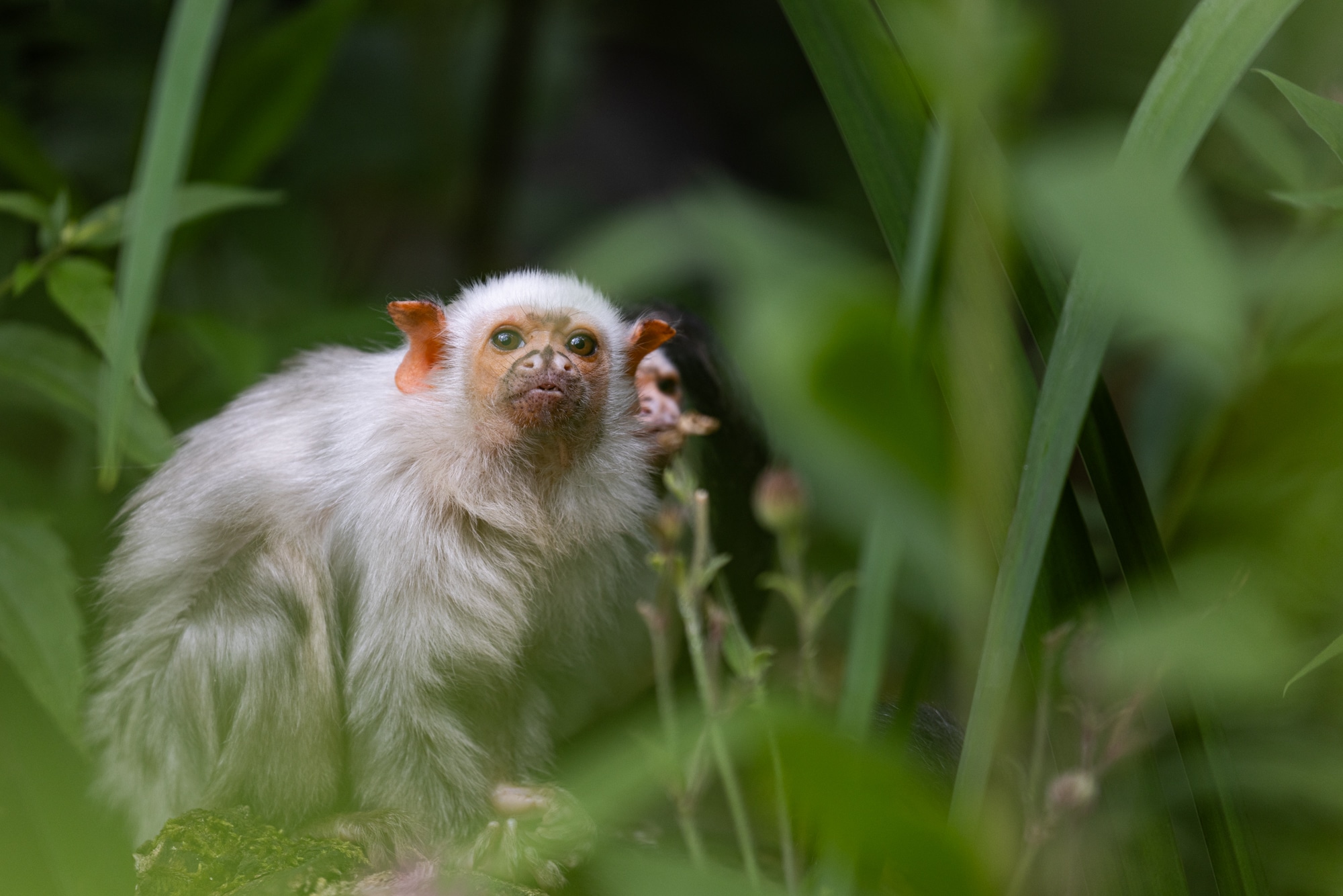 standpunt dierentuin fotografie voorbeeld 2