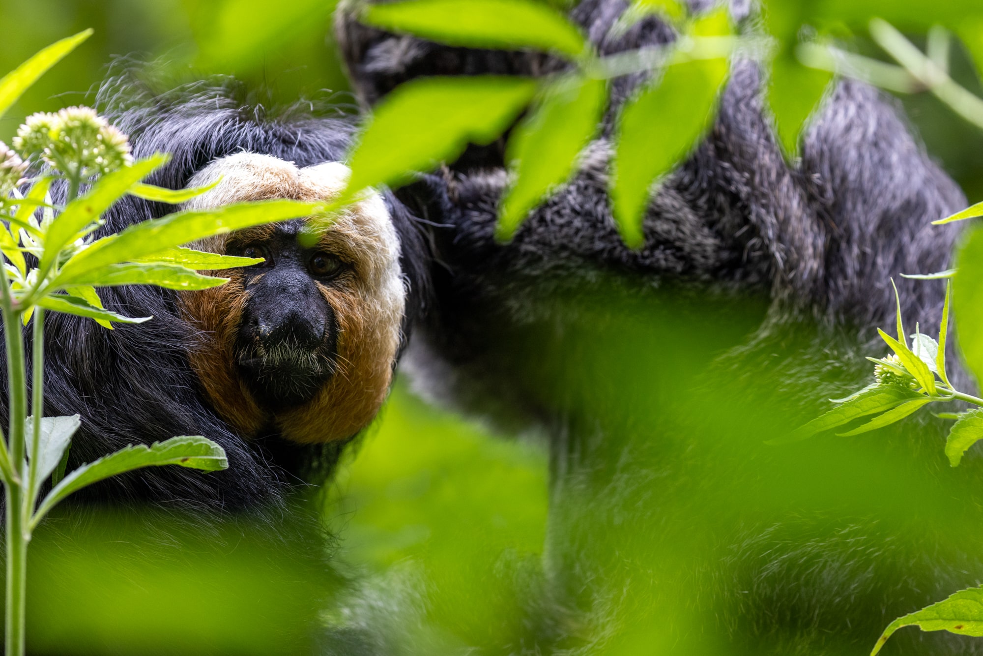 witgezichtsaki aap fotograferen in apenheul