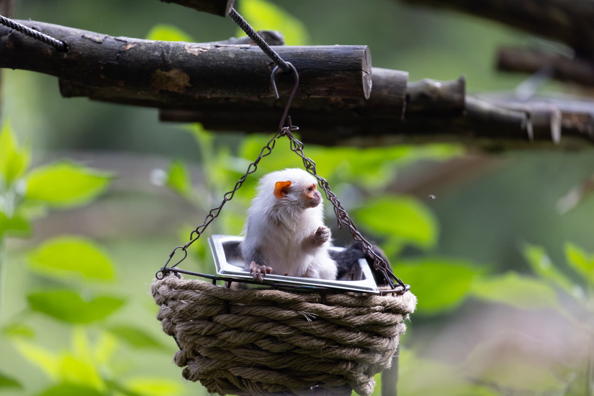 standpunt dierentuin fotografie voorbeeld 1