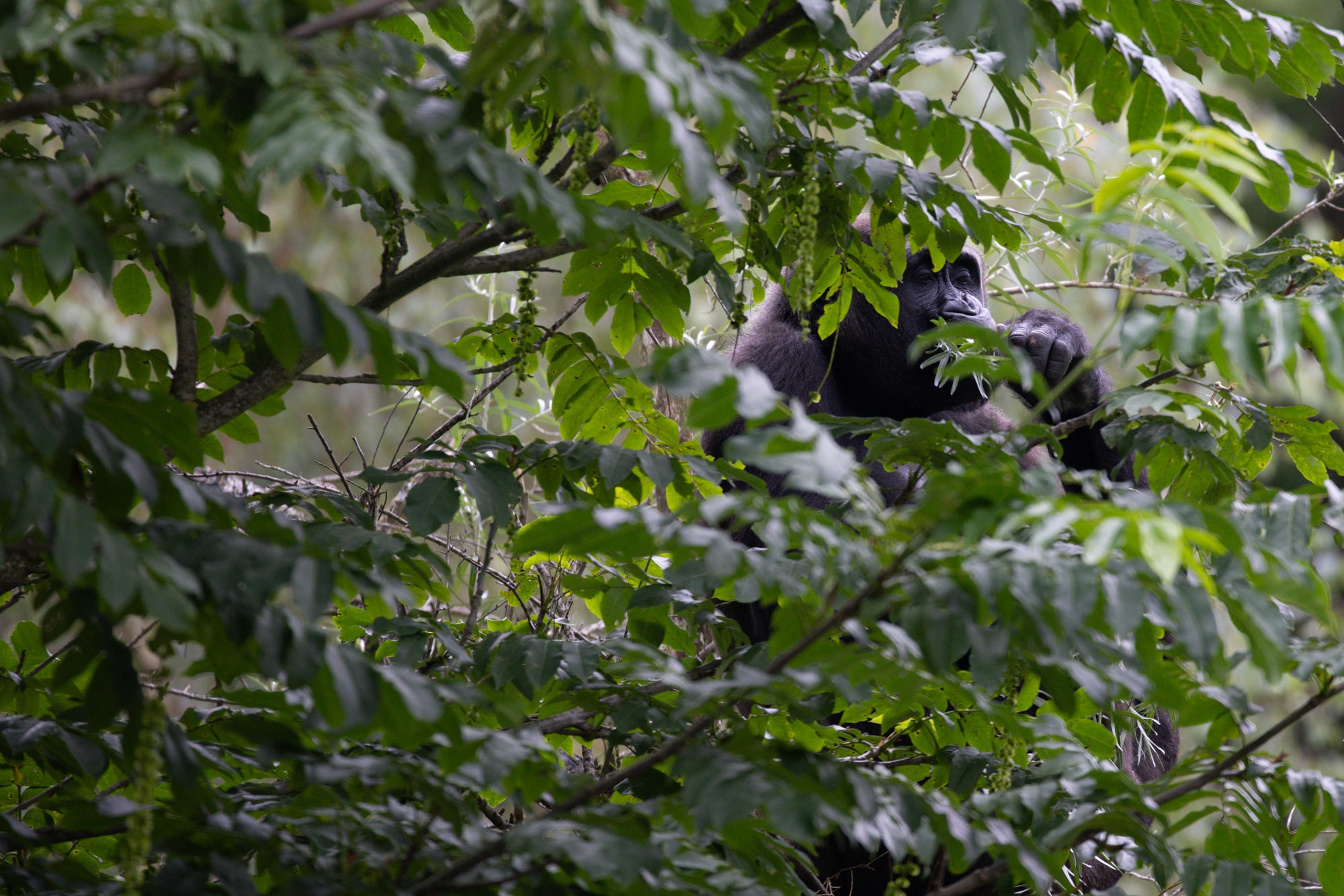 gorilla in de apenheul