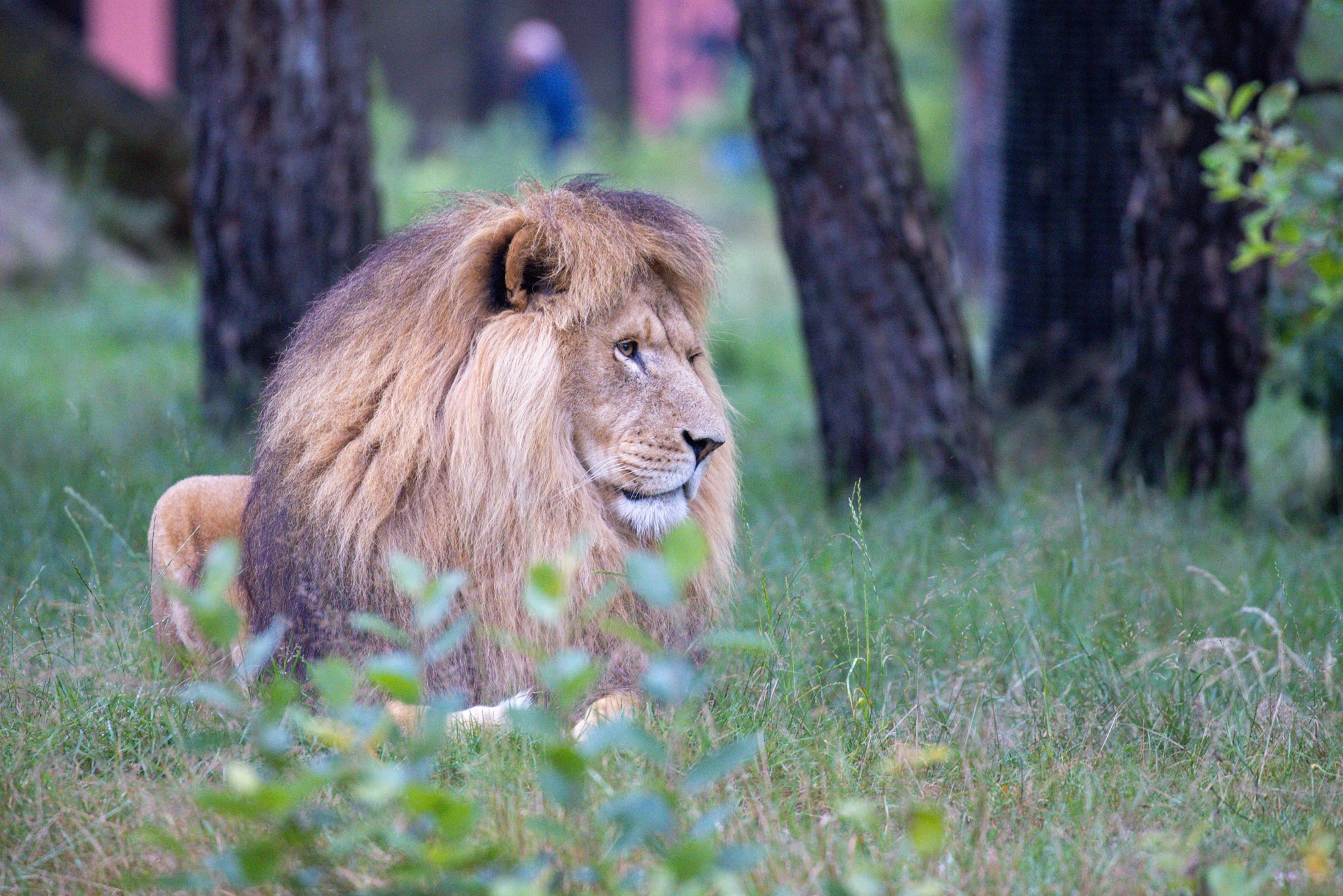 standpunt bij dierentuin fotografie