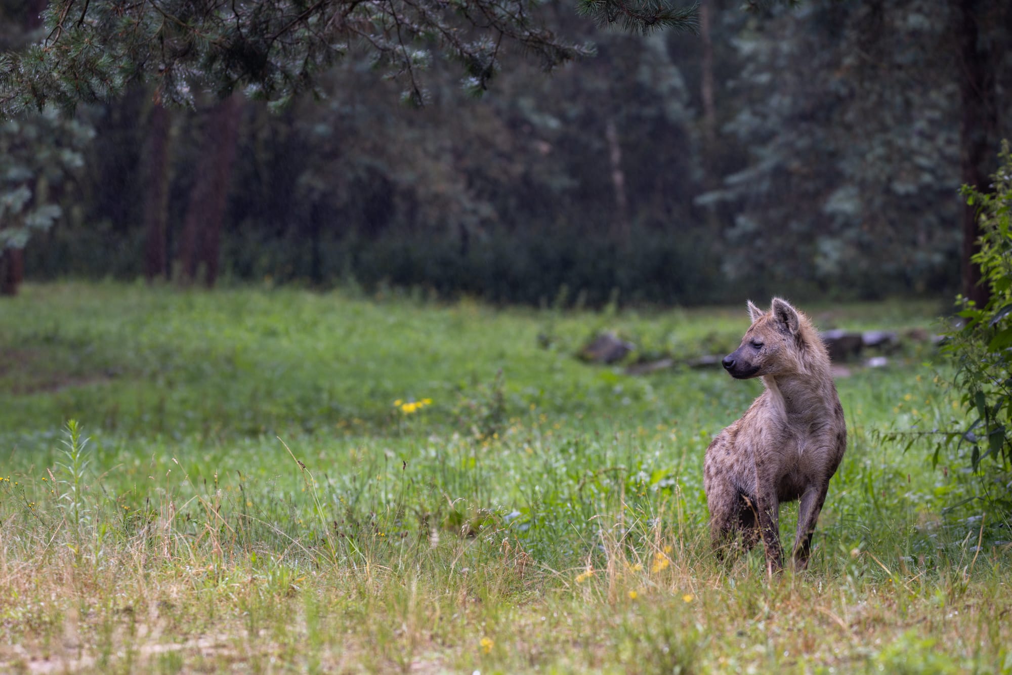 hyena fotograferen dierentuin