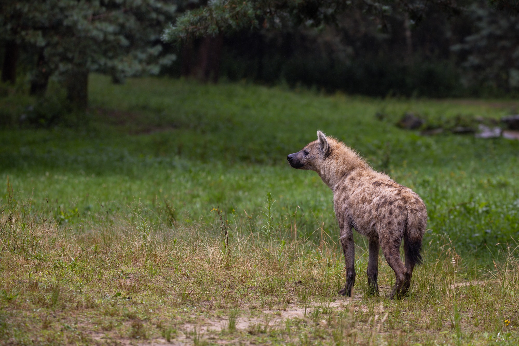 dierentuin fotografie iso waarden voorbeeld 1