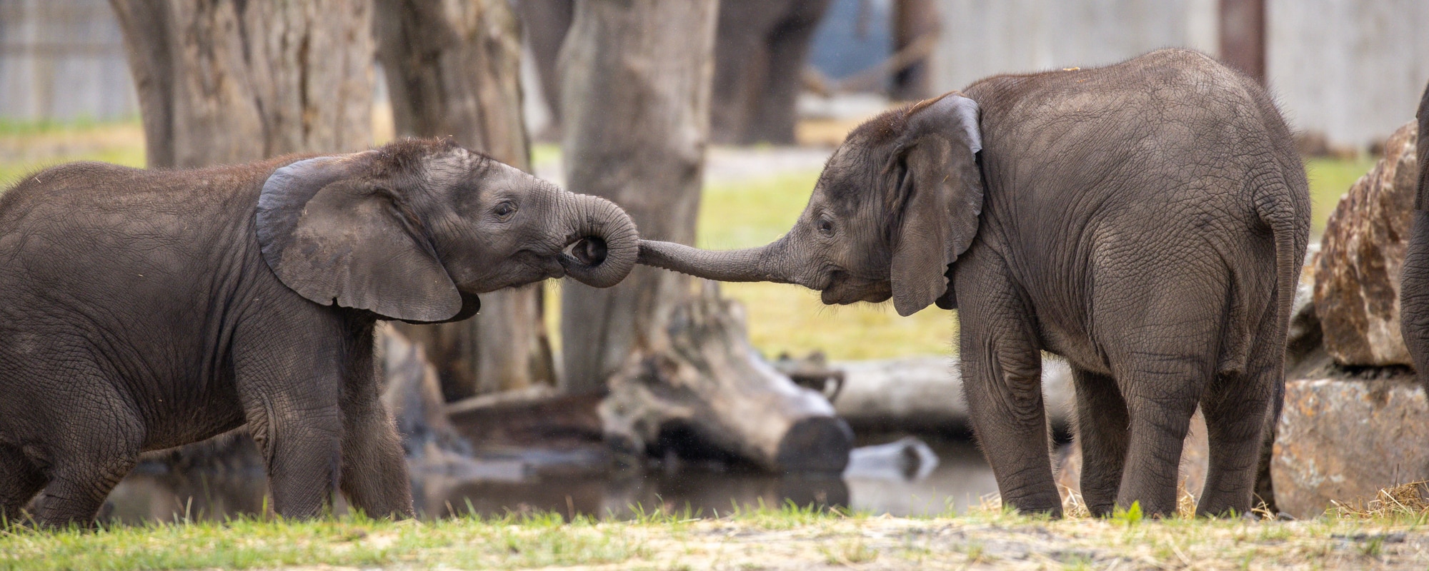 jonge olifant beekse bergen