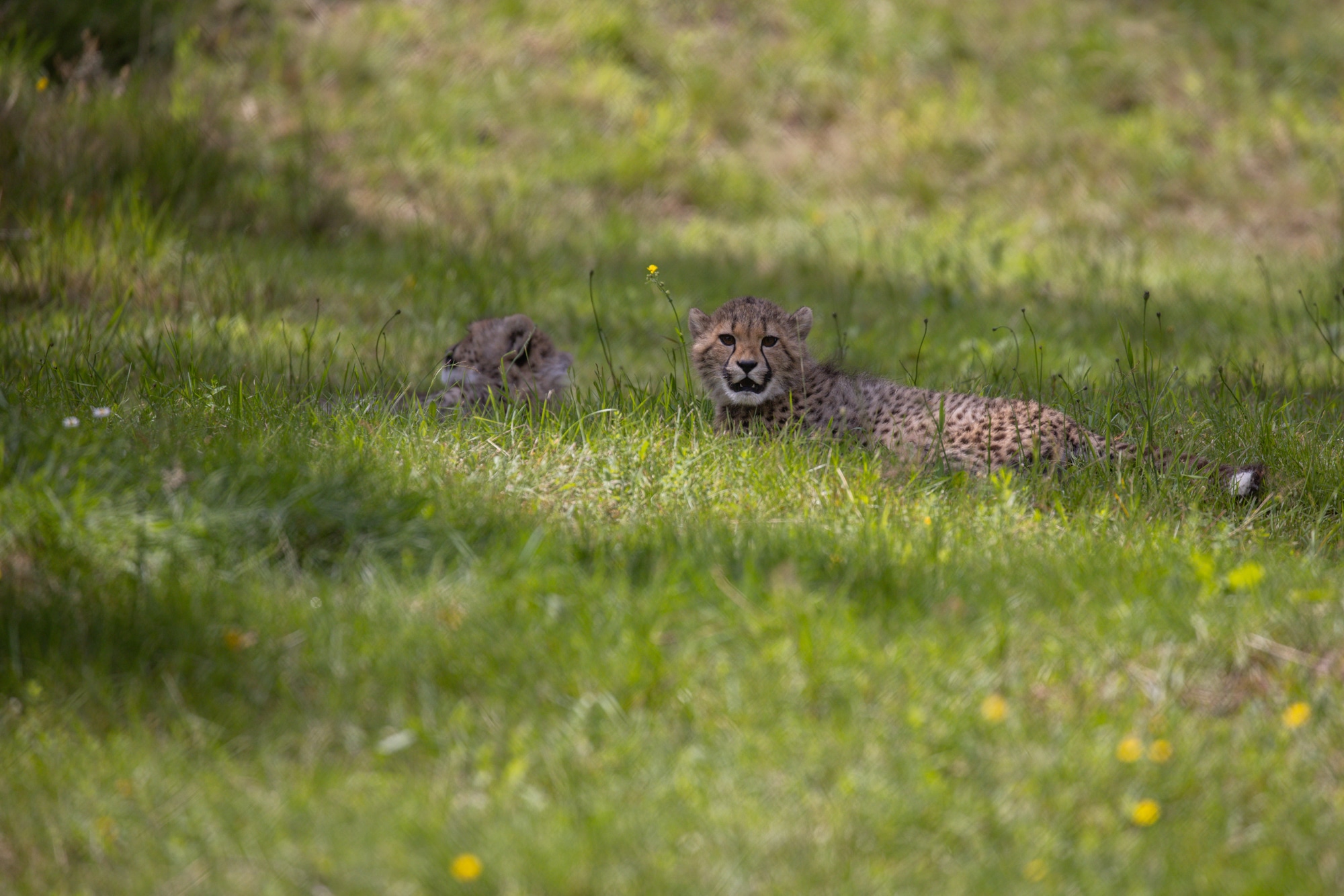 jonge cheetas