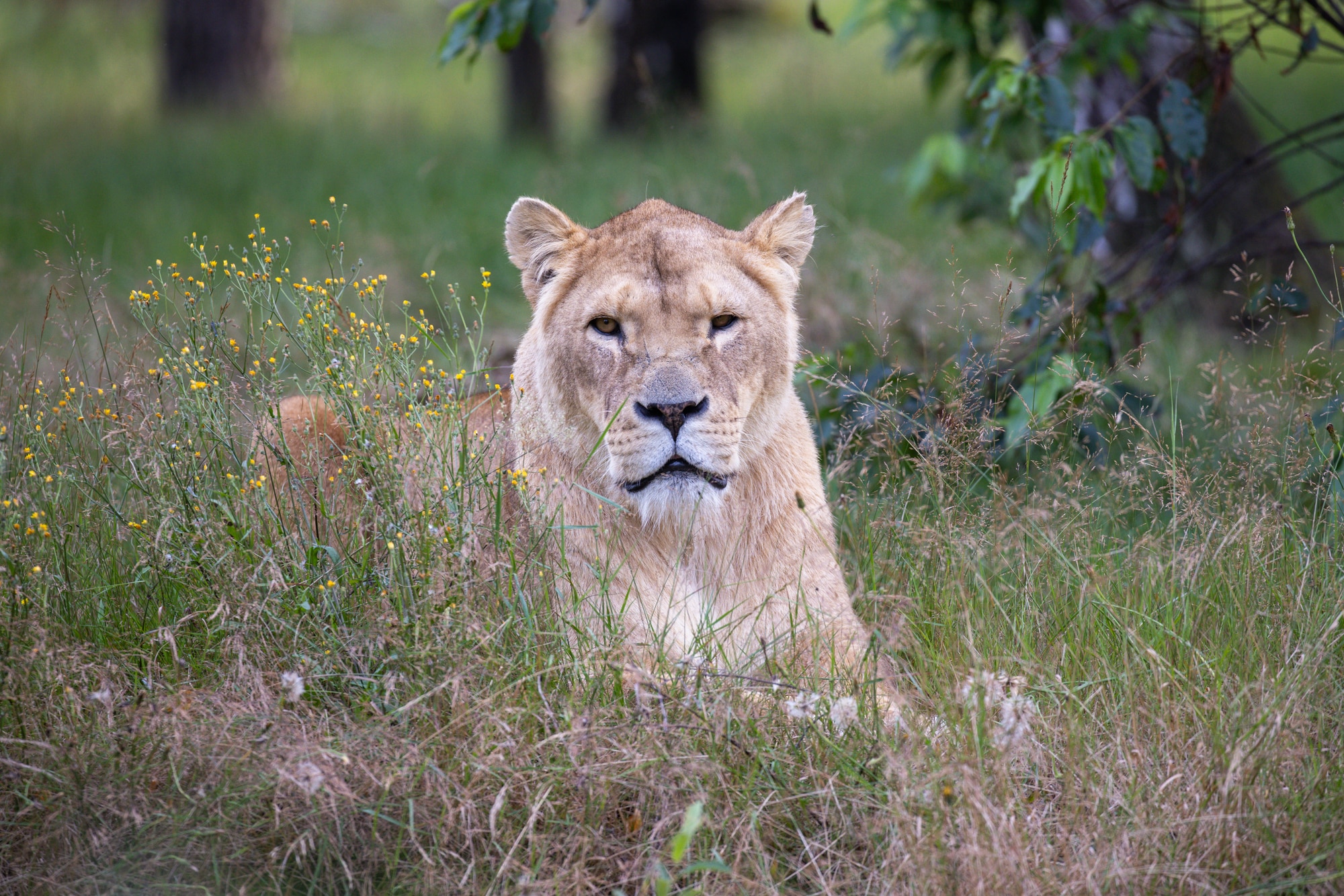 fotograferen in de dierentuin