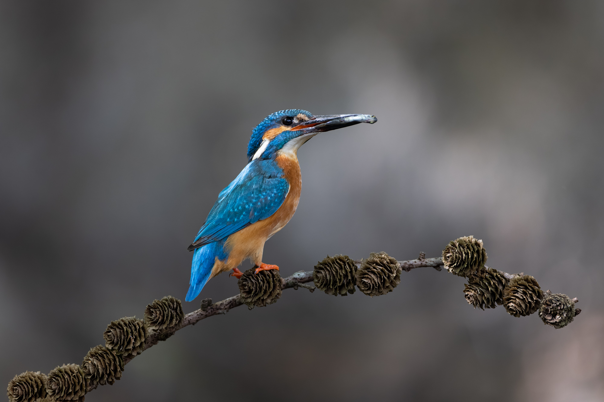 ijsvogel mannetje