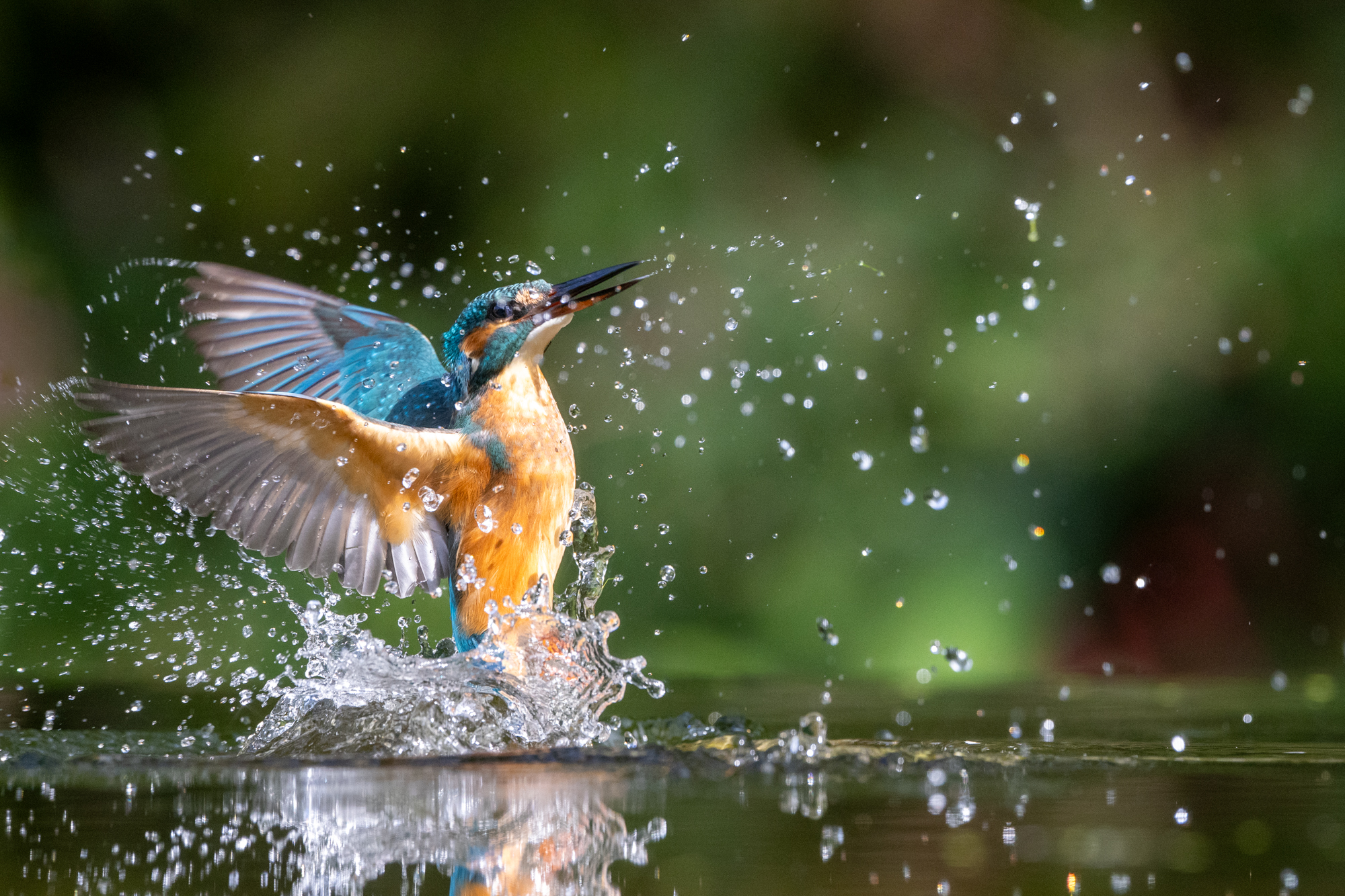 ijsvogel vrouw uit het water