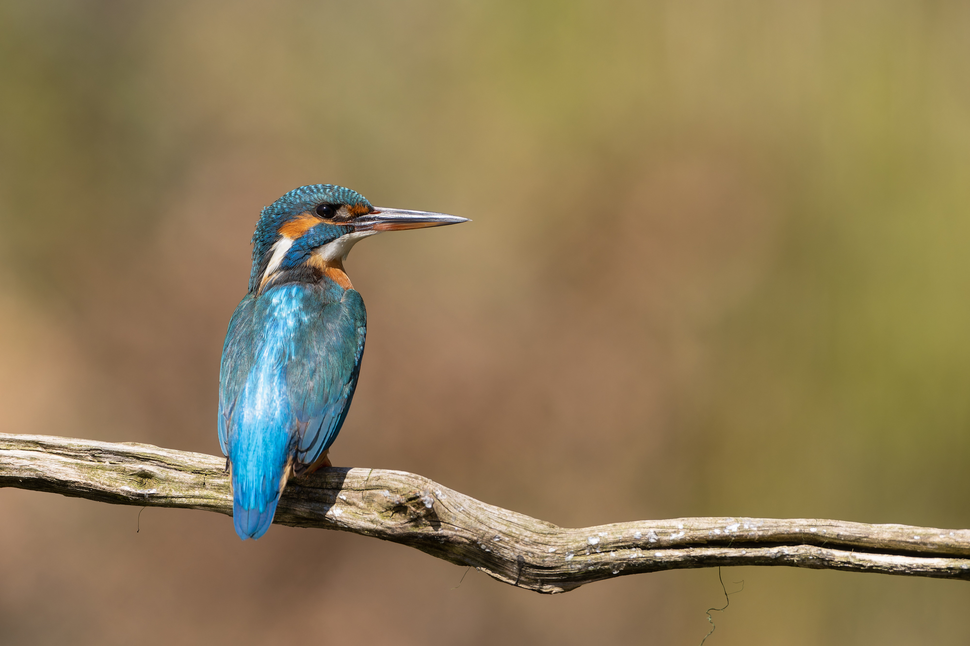 vrouw ijsvogel