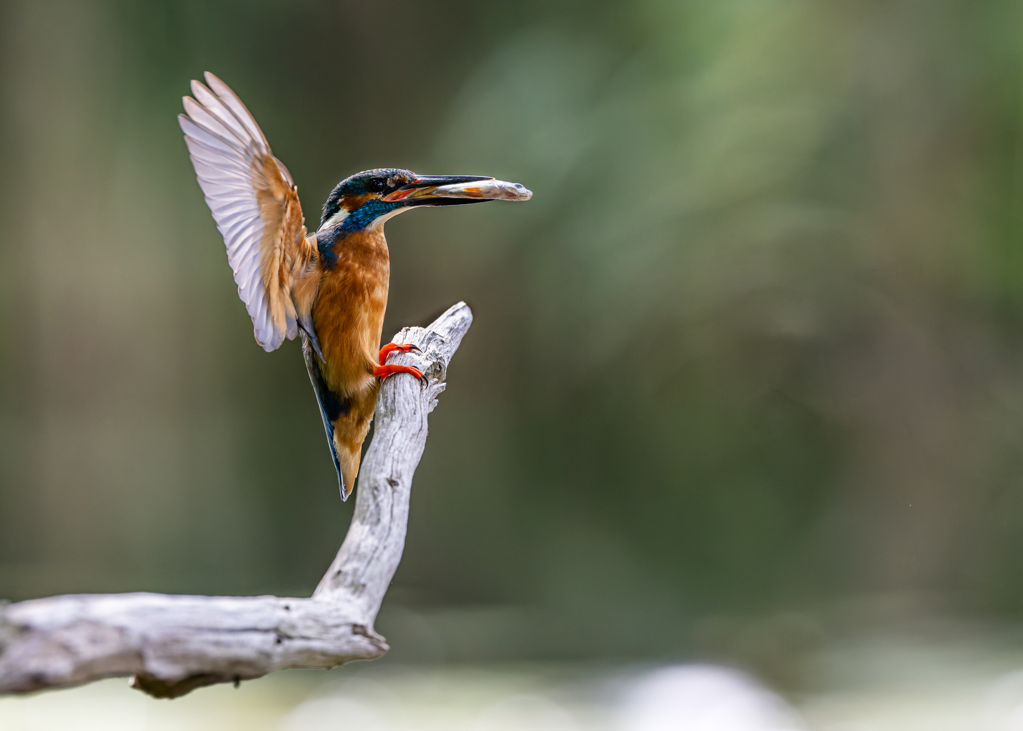 landing ijsvogel