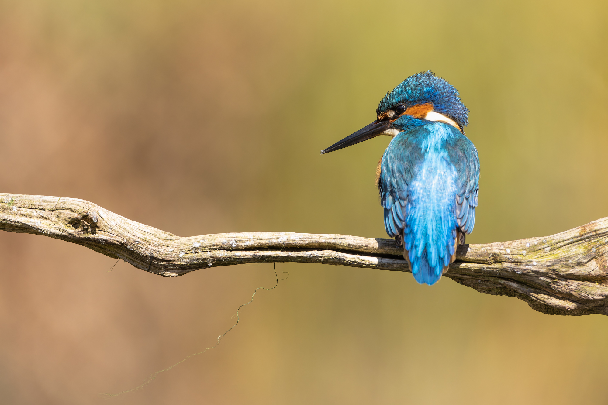 ijsvogel man