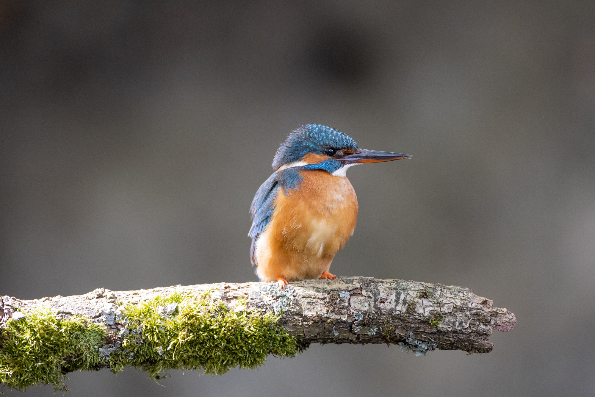 ijsvogel vrouw