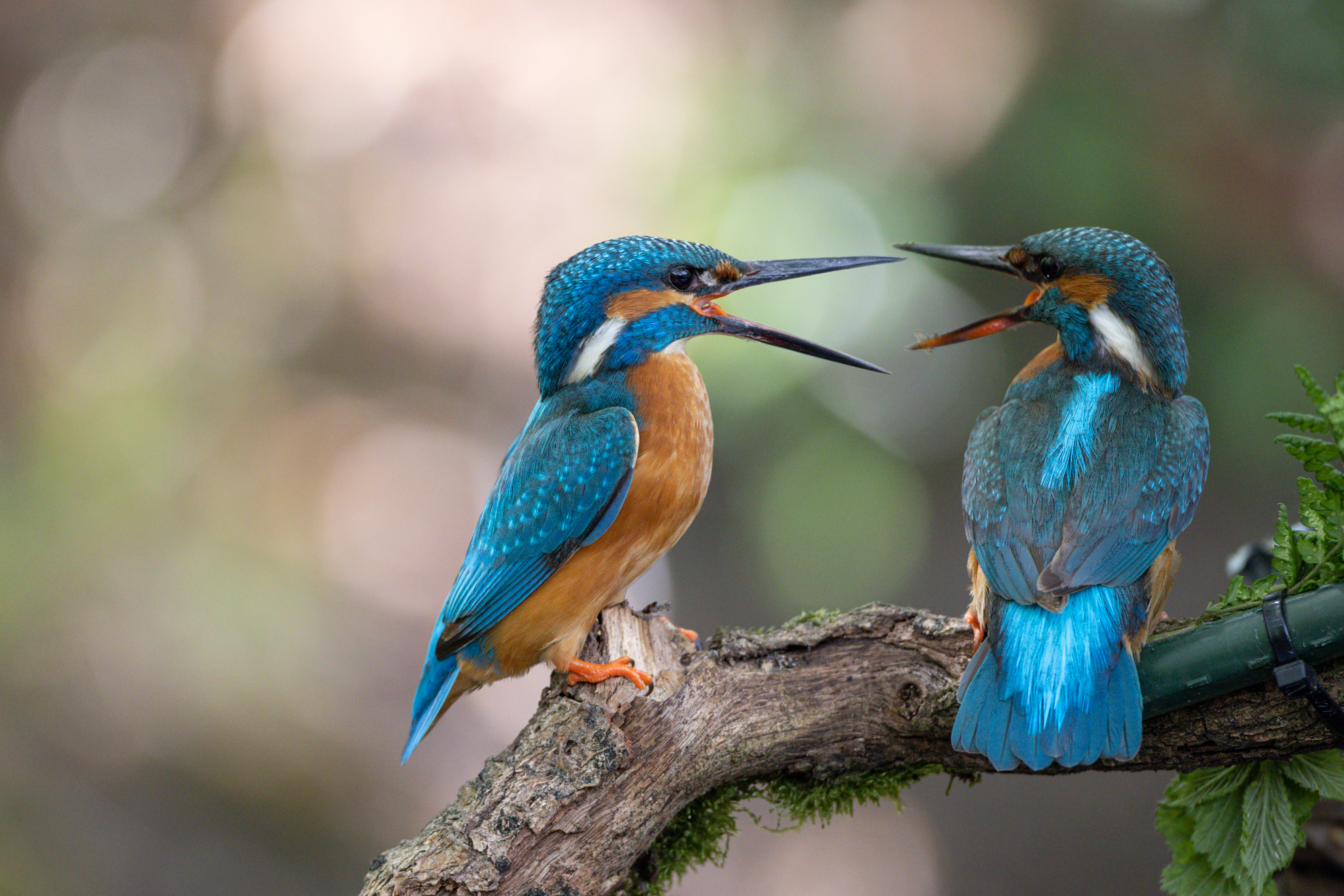 het verschil tussen een ijsvogel mannetje en ijsvogel vrouwtje