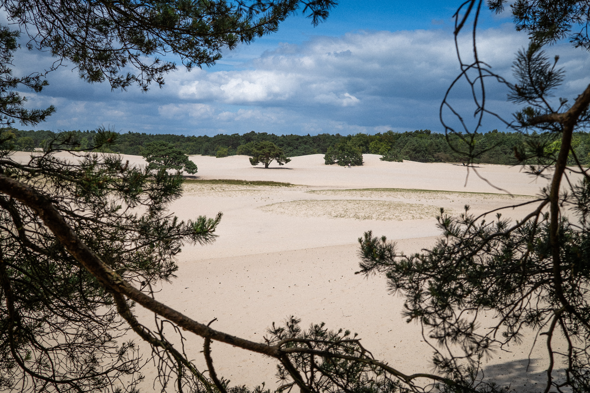 doorkijk landschap soesterduinen