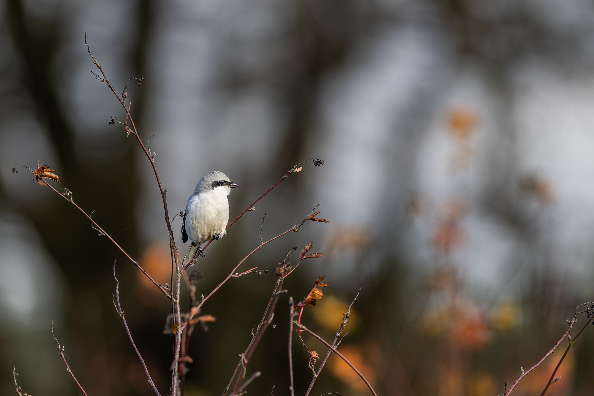 voorbeeld canon eos r5 mark ii